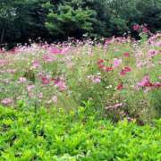 ヒメ日記 2025/10/31 23:20 投稿 みなも タレント倶楽部Around40