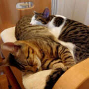 ヒメ日記 2025/02/22 17:30 投稿 ひな YESグループ　華女