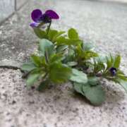 ヒメ日記 2025/04/12 11:36 投稿 りせ タレント倶楽部アダルト