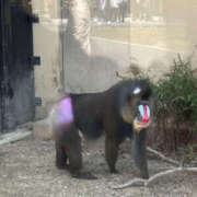 ヒメ日記 2024/12/21 13:00 投稿 いおり YESグループ　華女