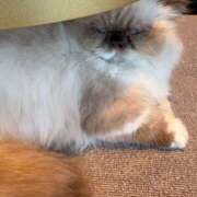 ヒメ日記 2025/11/04 14:56 投稿 せり Sweet～スウィート～