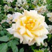 ヒメ日記 2025/05/25 17:26 投稿 みか Sweet～スウィート～