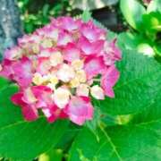 ヒメ日記 2025/06/06 18:26 投稿 みか Sweet～スウィート～