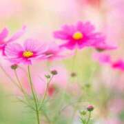 ヒメ日記 2025/09/19 01:26 投稿 みか Sweet～スウィート～