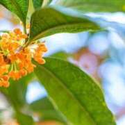 ヒメ日記 2025/10/19 17:26 投稿 みか Sweet～スウィート～