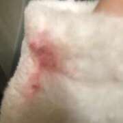 ヒメ日記 2025/11/08 21:27 投稿 せな　新人祭り対象 LIPS札幌