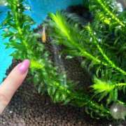 ヒメ日記 2025/03/20 22:17 投稿 まゆ ミセスLIPS