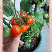 ヒメ日記 2025/06/06 14:42 投稿 まゆ ミセスLIPS