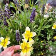 ヒメ日記 2025/06/13 20:42 投稿 まゆ ミセスLIPS