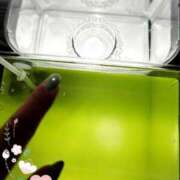 ヒメ日記 2025/07/03 21:42 投稿 まゆ ミセスLIPS