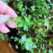 ヒメ日記 2025/07/25 21:42 投稿 まゆ ミセスLIPS