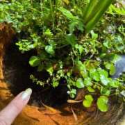 ヒメ日記 2025/08/27 17:32 投稿 まゆ ミセスLIPS