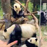 ヒメ日記 2026/01/27 23:12 投稿 まゆ ミセスLIPS