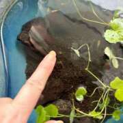 ヒメ日記 2026/02/26 23:47 投稿 まゆ ミセスLIPS