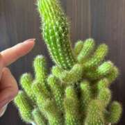 ヒメ日記 2026/03/26 14:12 投稿 まゆ ミセスLIPS