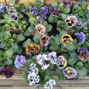 ヒメ日記 2024/12/26 17:09 投稿 みすず AVANCE福岡