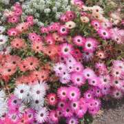 ヒメ日記 2025/06/22 06:03 投稿 葉月　ゆり タッチVIP