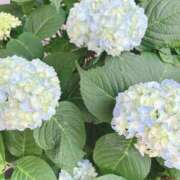 ヒメ日記 2025/07/01 05:42 投稿 葉月　ゆり タッチVIP