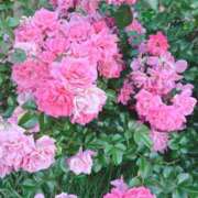 ヒメ日記 2025/07/09 13:18 投稿 葉月　ゆり タッチVIP