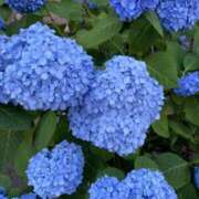 ヒメ日記 2025/07/11 07:18 投稿 葉月　ゆり タッチVIP