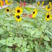 ヒメ日記 2025/07/20 10:21 投稿 葉月　ゆり タッチVIP