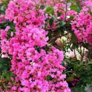 ヒメ日記 2025/08/02 06:03 投稿 葉月　ゆり タッチVIP