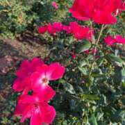 ヒメ日記 2025/10/02 11:45 投稿 葉月　ゆり タッチVIP