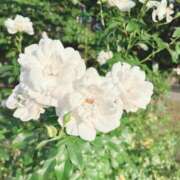 ヒメ日記 2025/11/07 17:03 投稿 葉月　ゆり タッチVIP