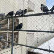 ヒメ日記 2025/01/29 07:48 投稿 山咲　花 タッチVIP