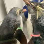 ヒメ日記 2025/02/23 07:49 投稿 山咲　花 タッチVIP