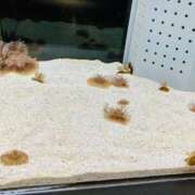 ヒメ日記 2025/03/04 07:35 投稿 山咲　花 タッチVIP