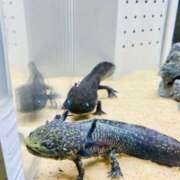 ヒメ日記 2025/03/17 07:33 投稿 山咲　花 タッチVIP