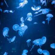 ヒメ日記 2025/03/20 07:48 投稿 山咲　花 タッチVIP