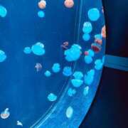 ヒメ日記 2025/04/01 07:48 投稿 山咲　花 タッチVIP