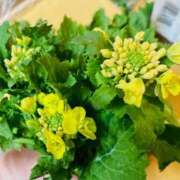 ヒメ日記 2025/04/08 07:33 投稿 山咲　花 タッチVIP