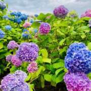 ヒメ日記 2025/07/21 07:36 投稿 山咲　花 タッチVIP