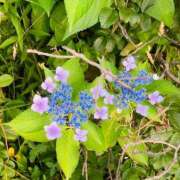 ヒメ日記 2025/07/23 07:39 投稿 山咲　花 タッチVIP