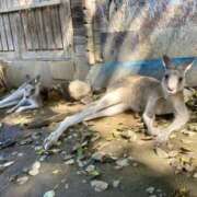 ヒメ日記 2025/09/18 07:33 投稿 山咲　花 タッチVIP