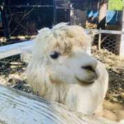 ヒメ日記 2025/09/23 07:42 投稿 山咲　花 タッチVIP