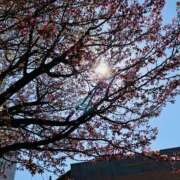 ヒメ日記 2026/04/20 10:48 投稿 山咲　花 タッチVIP