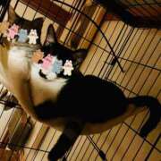 ヒメ日記 2026/09/15 07:51 投稿 山咲　花 タッチVIP