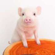 ヒメ日記 2025/02/26 08:34 投稿 南條　あこ タッチVIP