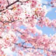 ヒメ日記 2025/05/01 15:20 投稿 南條　あこ タッチVIP