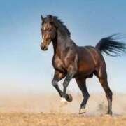 ヒメ日記 2026/01/01 17:03 投稿 南條　あこ タッチVIP