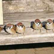 南條　あこ ◯んぽ？！。。わくわく タッチVIP