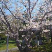 ヒメ日記 2025/04/29 08:27 投稿 黒川　芽衣子 タッチVIP