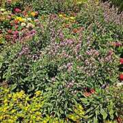 ヒメ日記 2025/05/05 08:27 投稿 黒川　芽衣子 タッチVIP