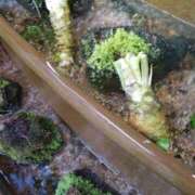 ヒメ日記 2025/06/01 08:33 投稿 黒川　芽衣子 タッチVIP