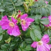 ヒメ日記 2025/07/06 08:33 投稿 黒川　芽衣子 タッチVIP