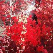 ヒメ日記 2025/11/01 08:18 投稿 黒川　芽衣子 タッチVIP